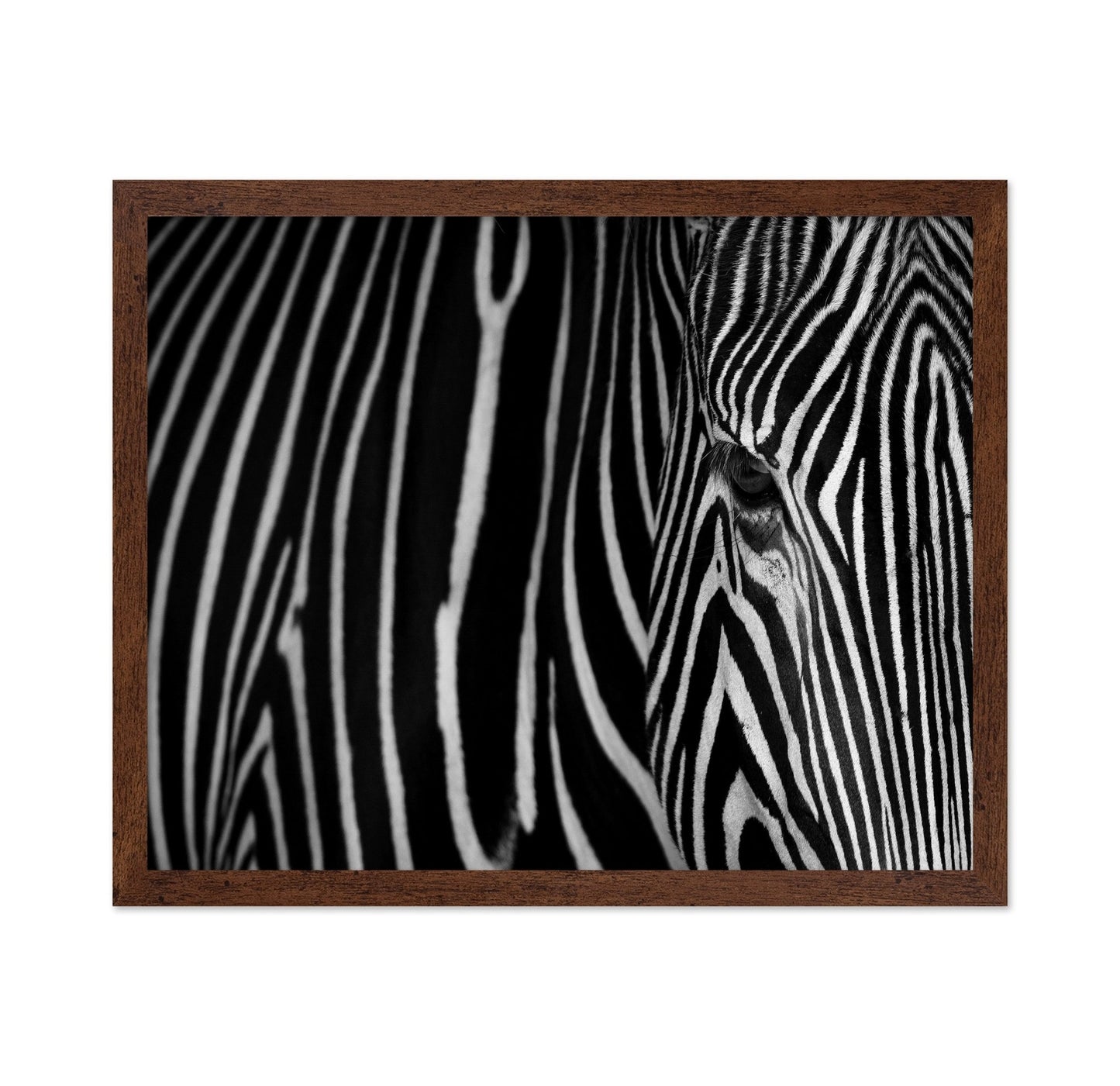 Zebra Close Up