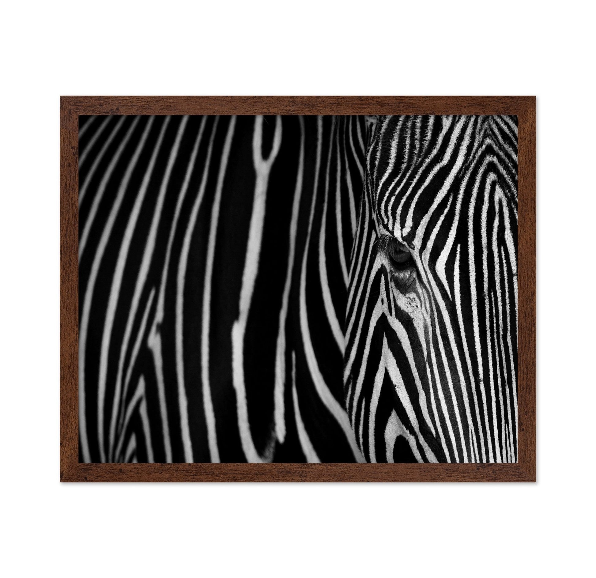 Zebra Close Up