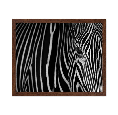 Zebra Close Up