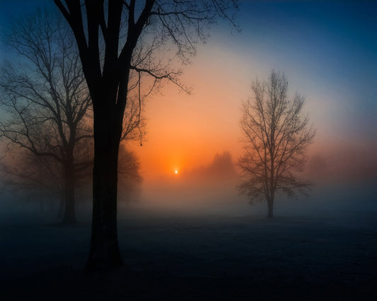 Foggy Sunrise Trees
