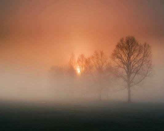 Foggy Sunset Trees
