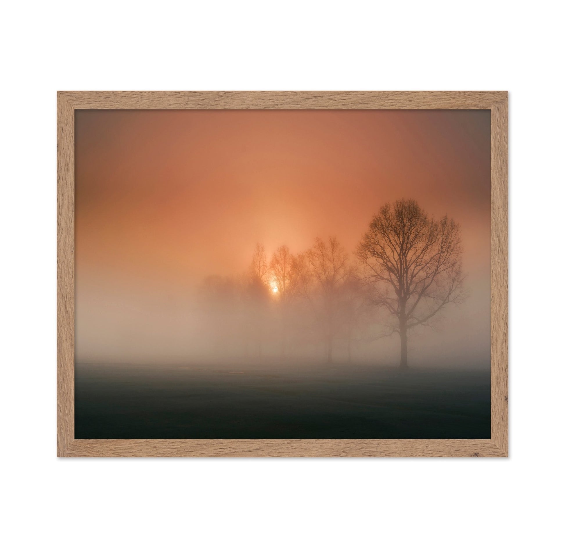 Foggy Sunset Trees