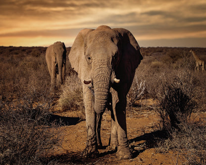 Elephant Safari Walk