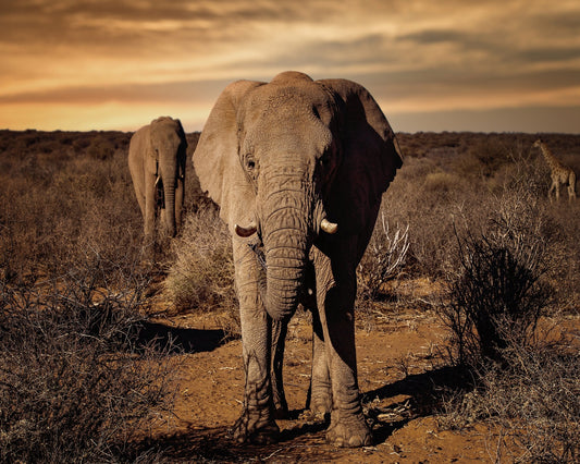 Elephant Safari Walk