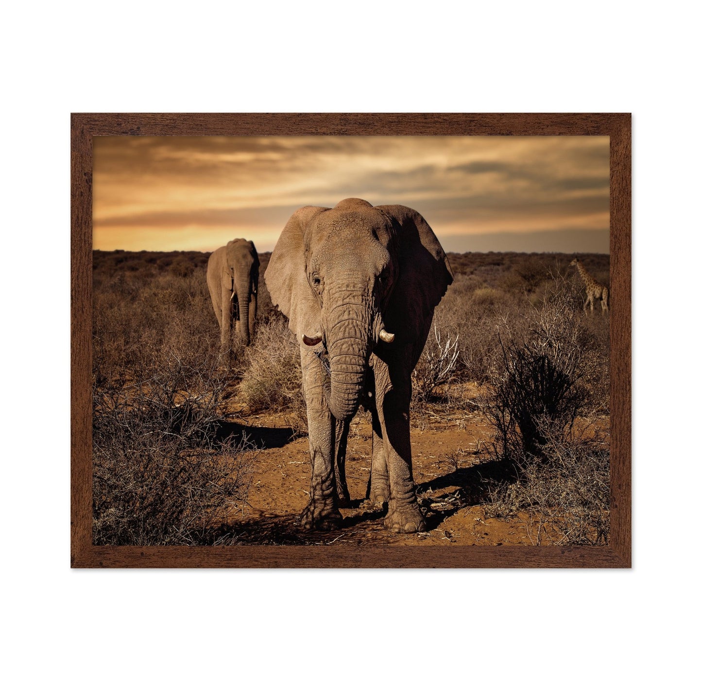 Elephant Safari Walk
