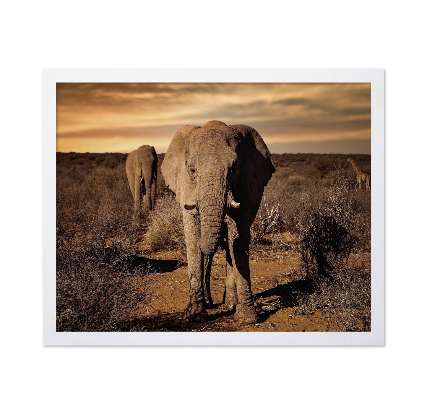 Elephant Safari Walk