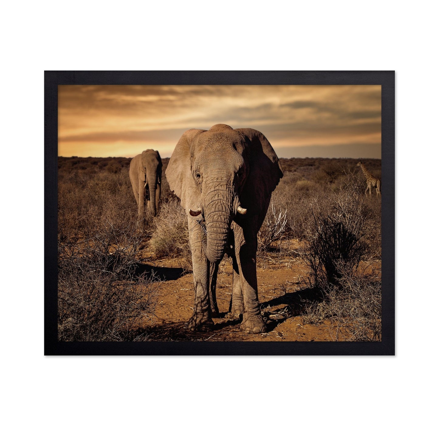 Elephant Safari Walk