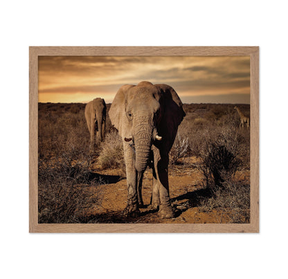 Elephant Safari Walk