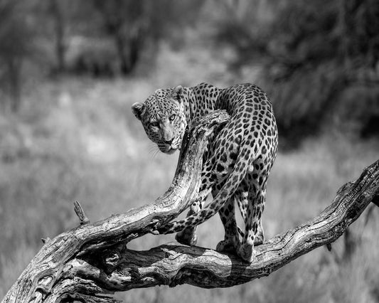 Leopard On Branch