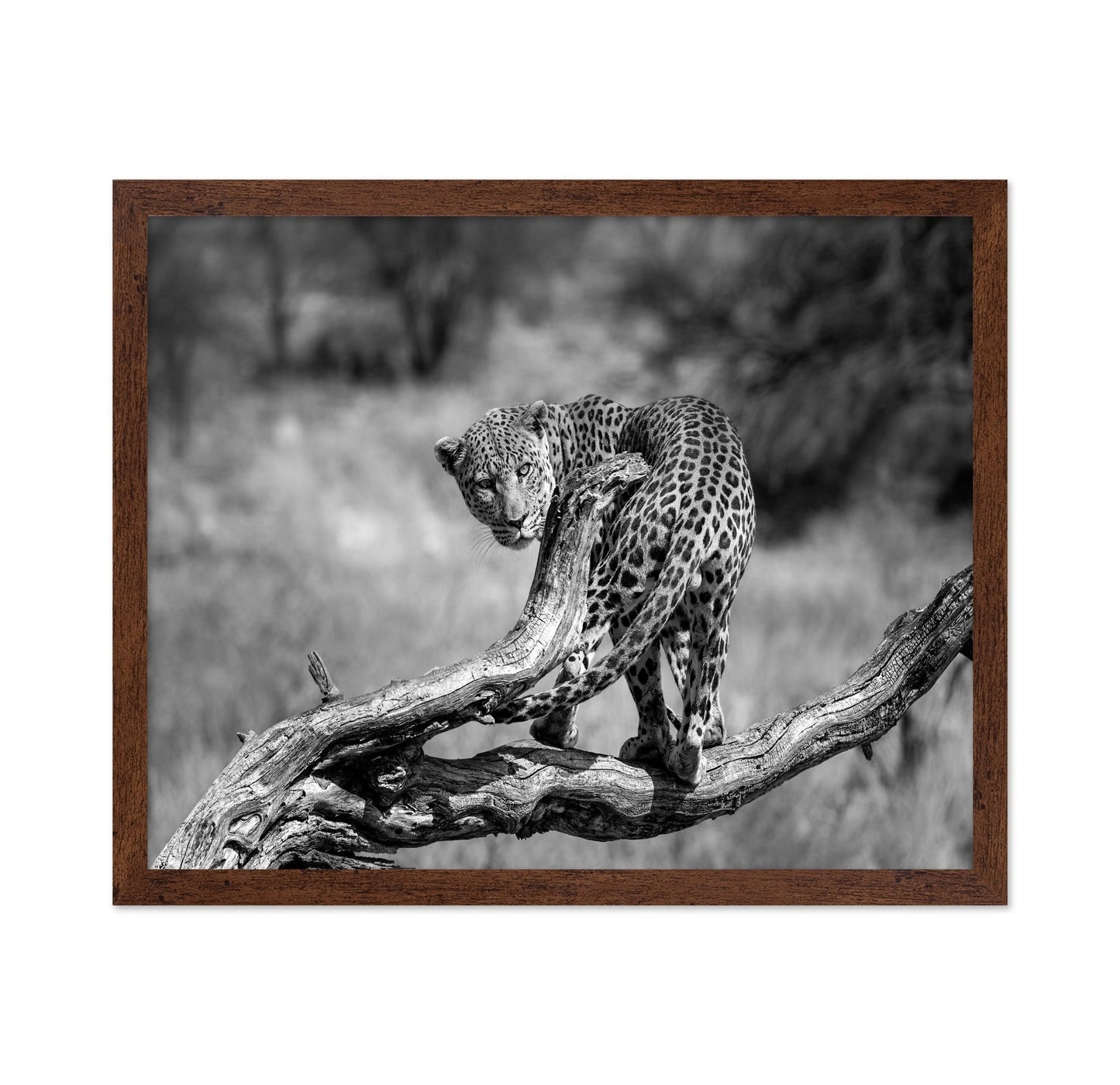 Leopard On Branch