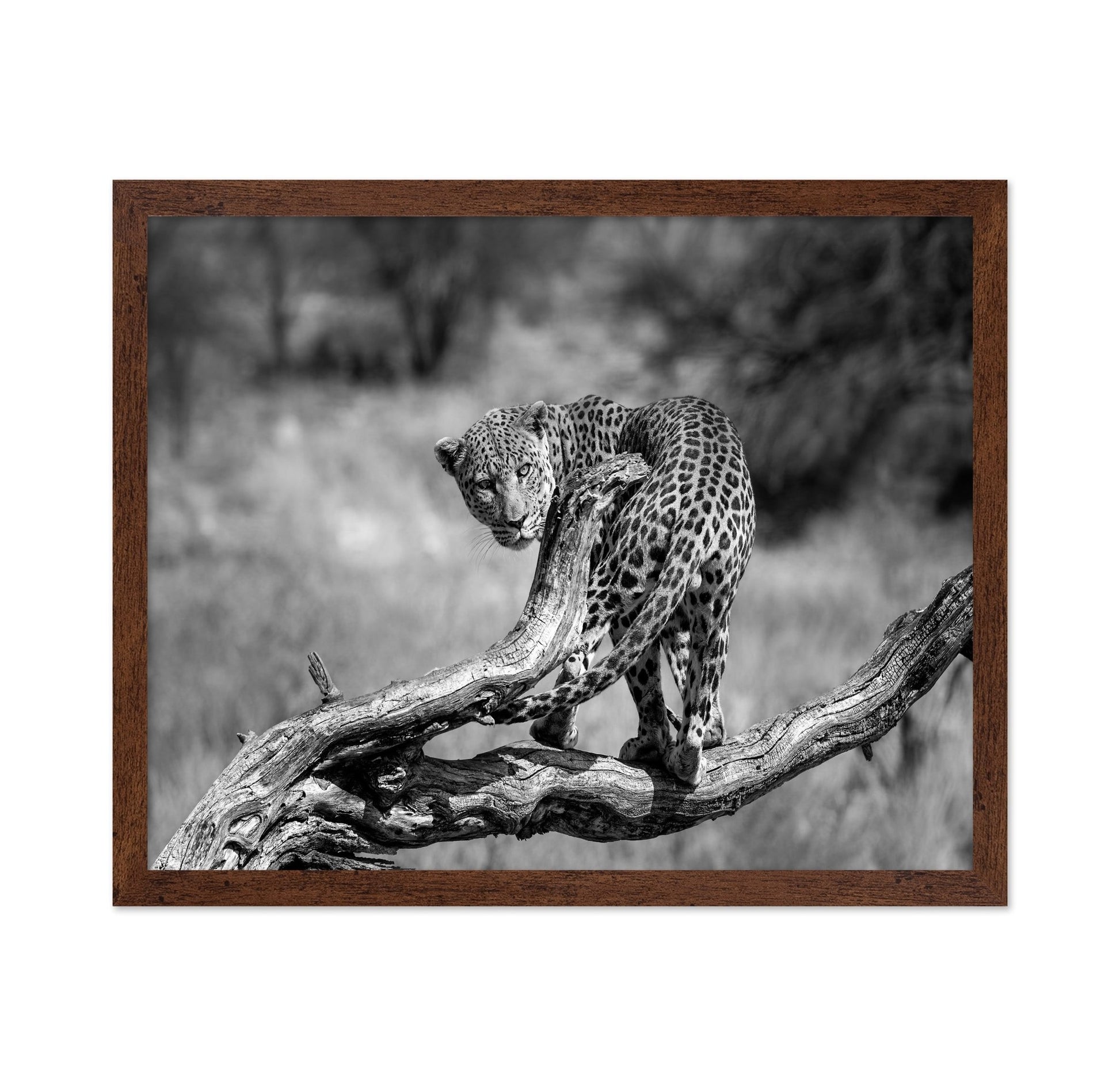 Leopard On Branch