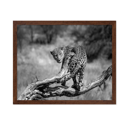 Leopard On Branch
