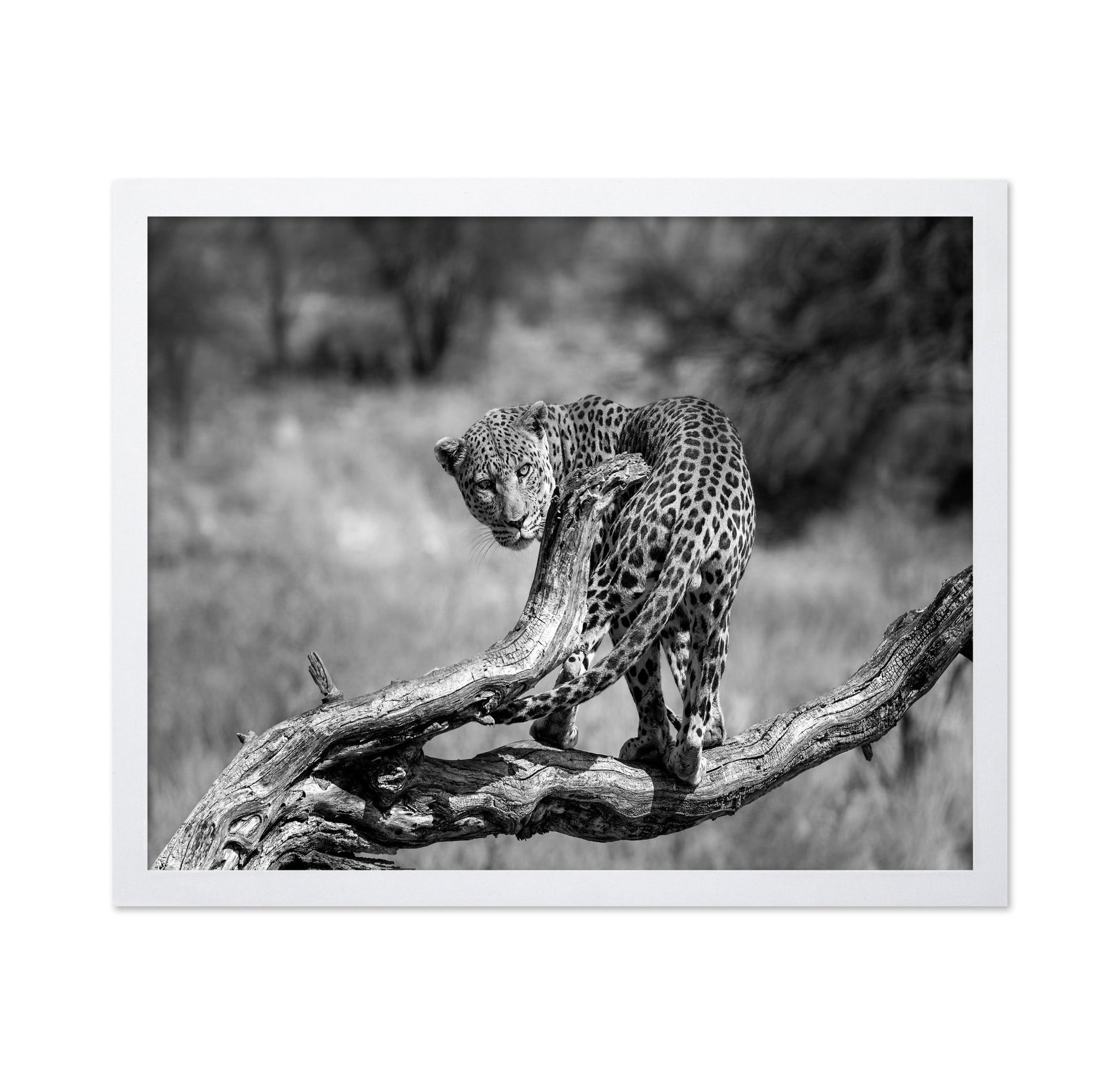 Leopard On Branch