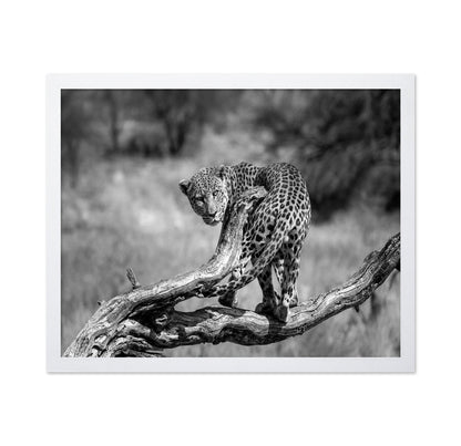 Leopard On Branch