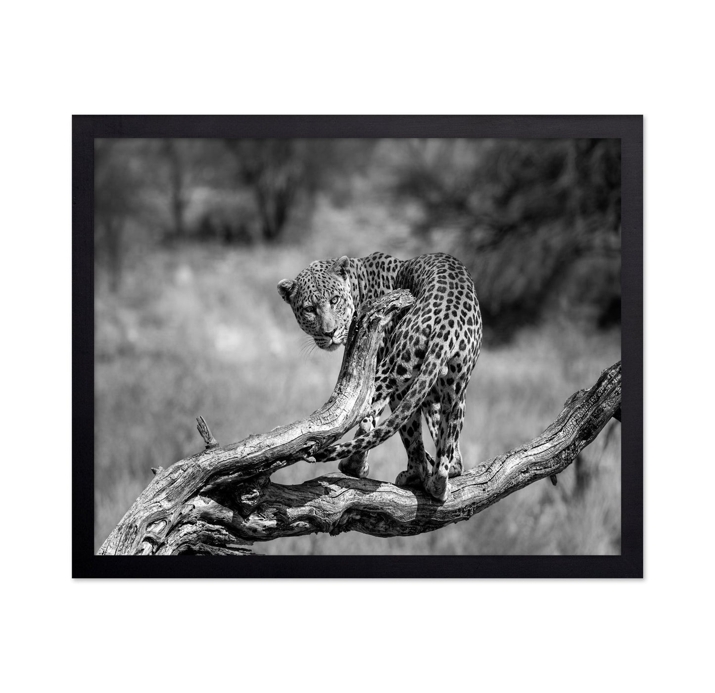 Leopard On Branch