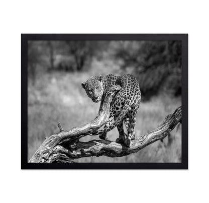 Leopard On Branch