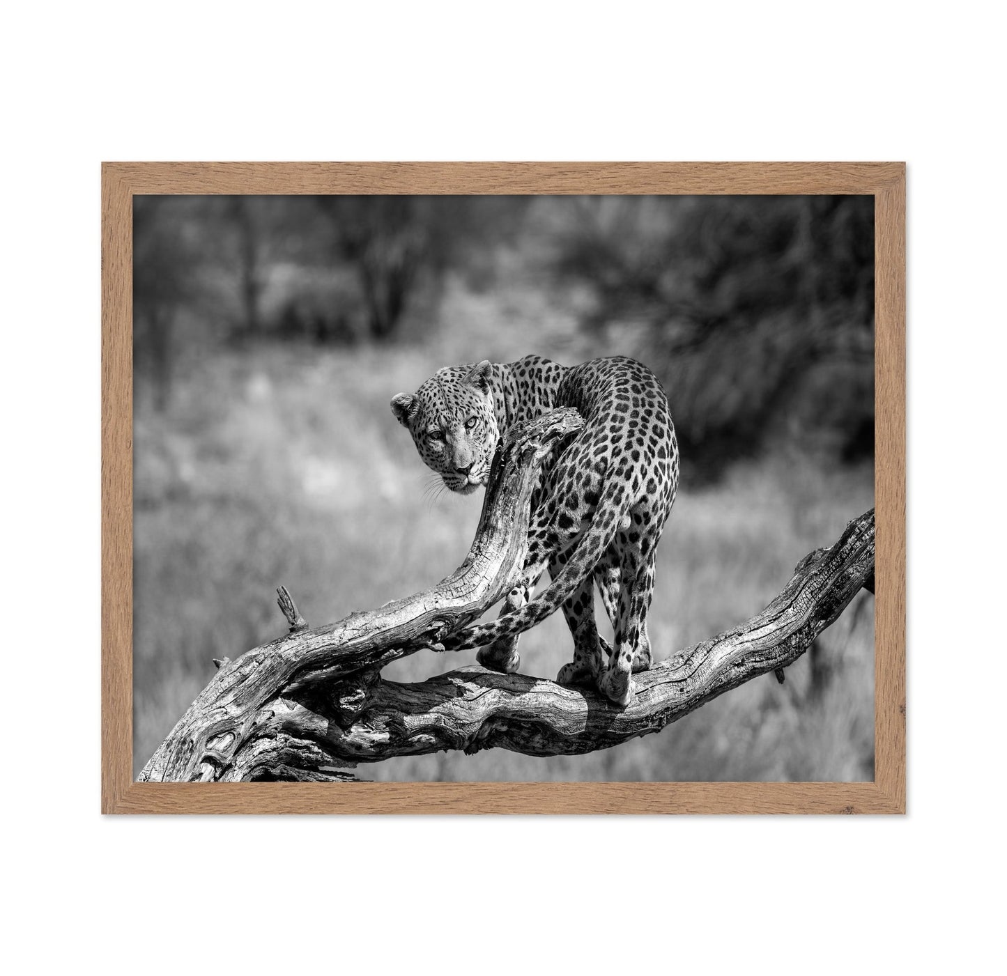 Leopard On Branch
