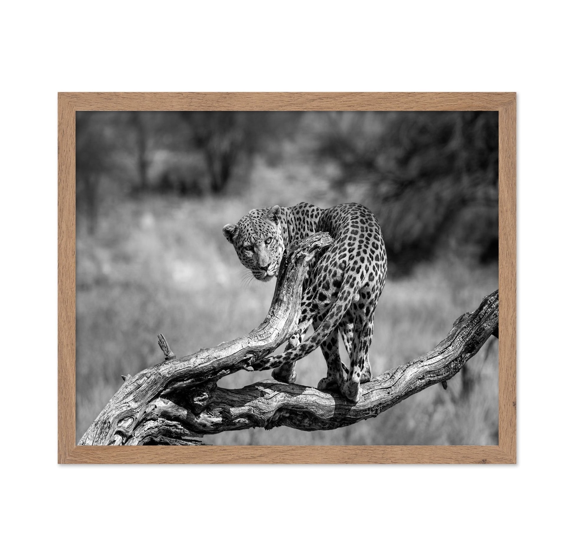 Leopard On Branch