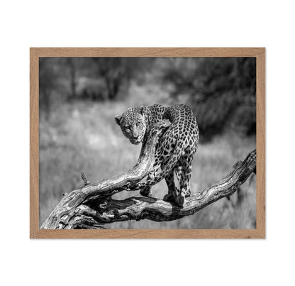 Leopard On Branch