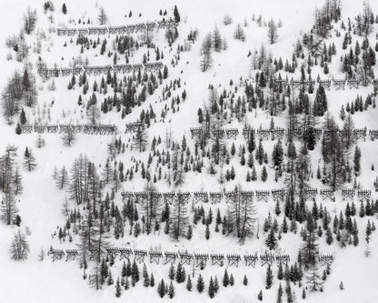 Snow Forest Patterns