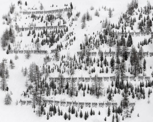 Snow Forest Patterns