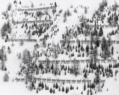 Snow Forest Patterns