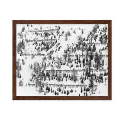 Snow Forest Patterns