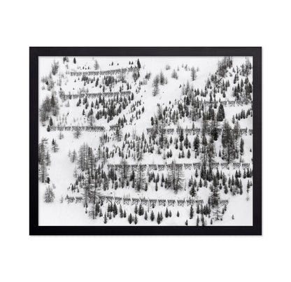Snow Forest Patterns