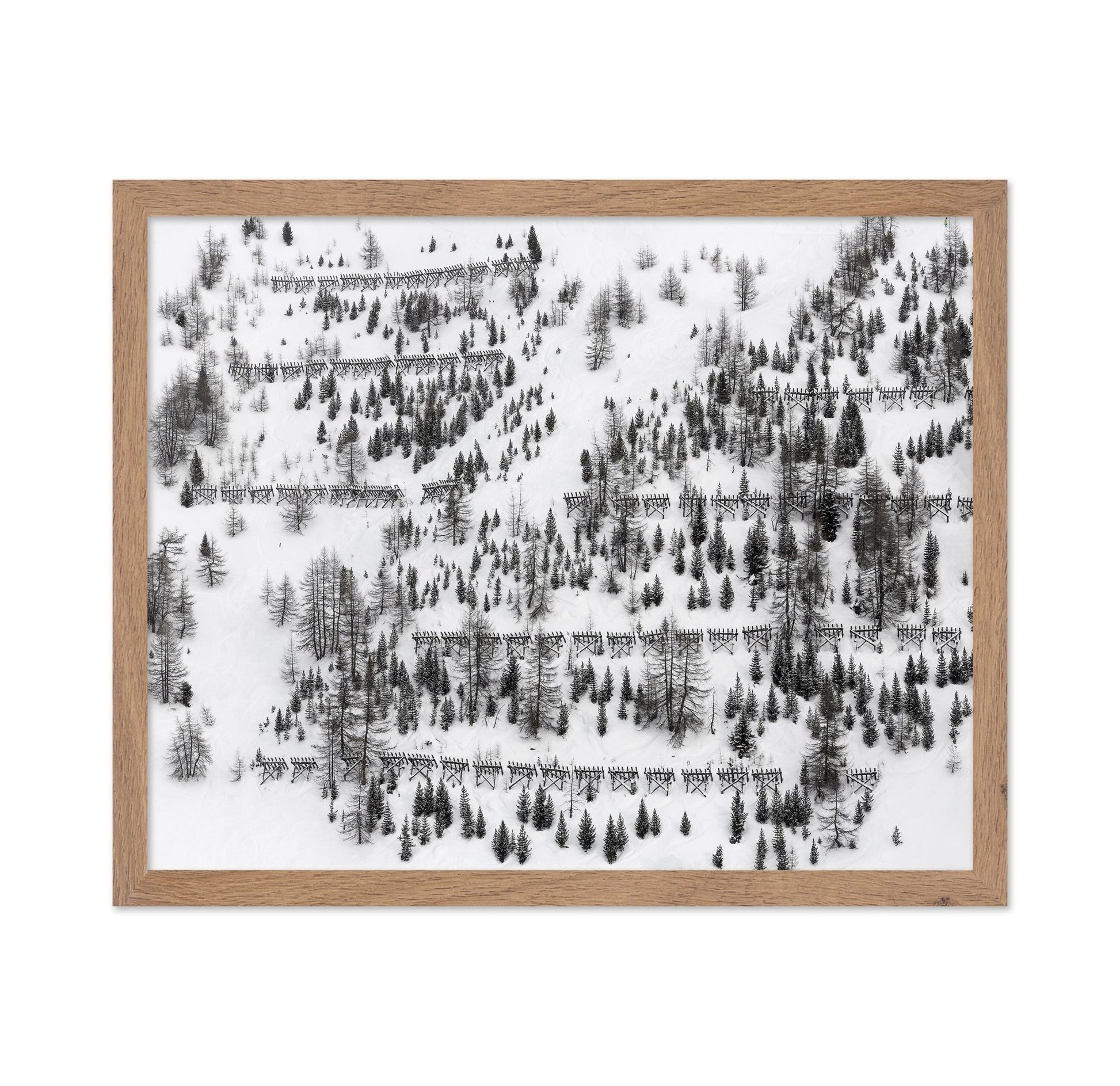 Snow Forest Patterns