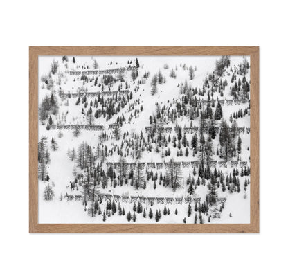 Snow Forest Patterns