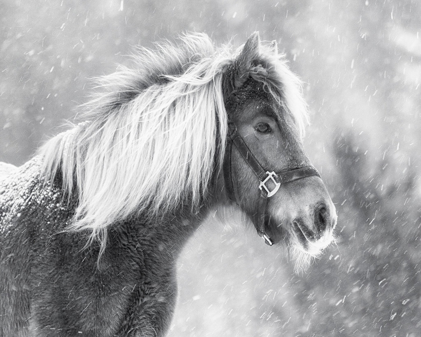 Snowy Horse Portrait