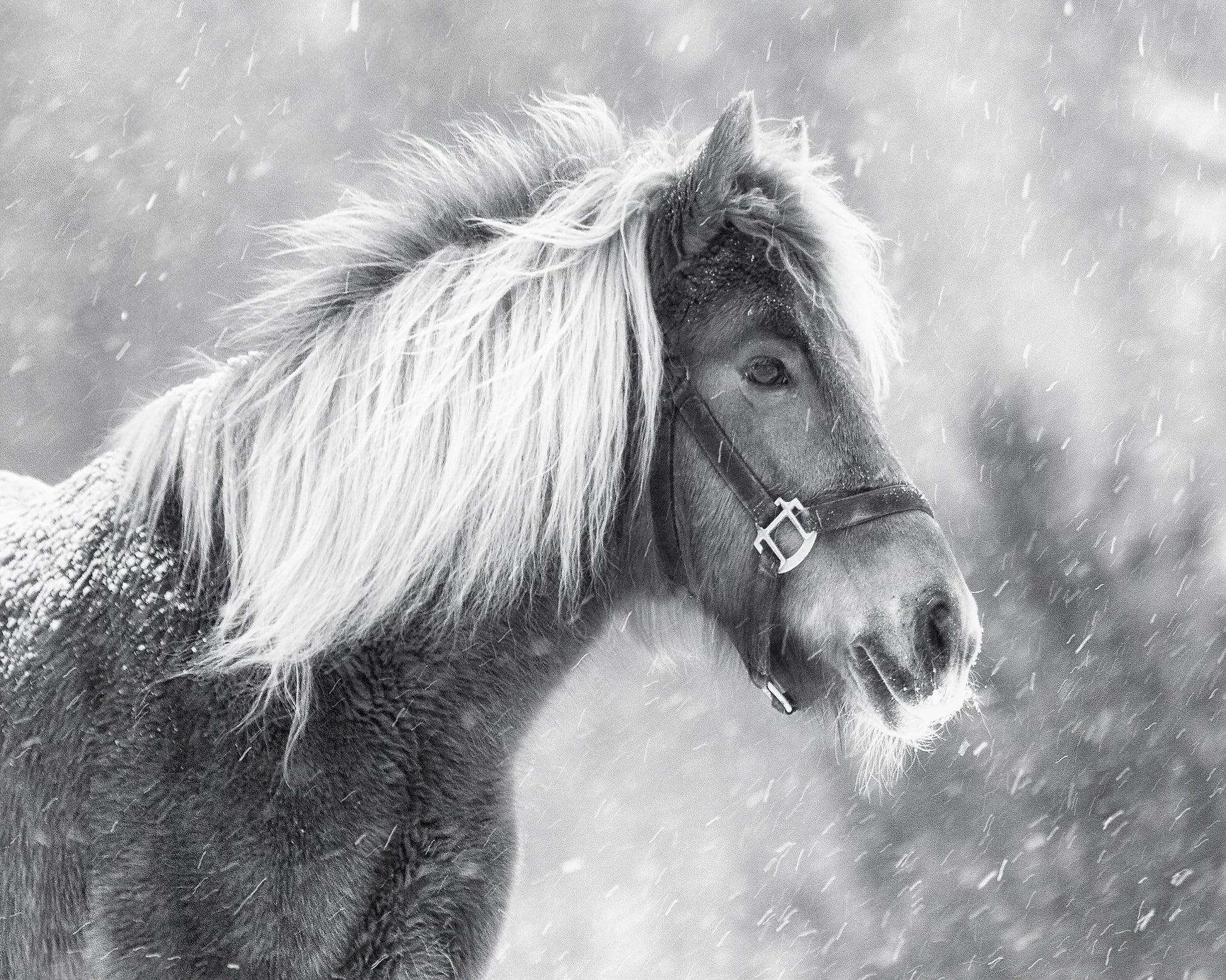 Snowy Horse Portrait