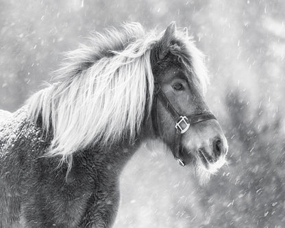 Snowy Horse Portrait