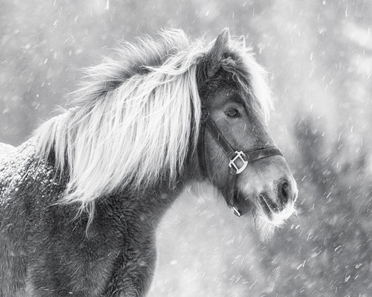 Snowy Horse Portrait