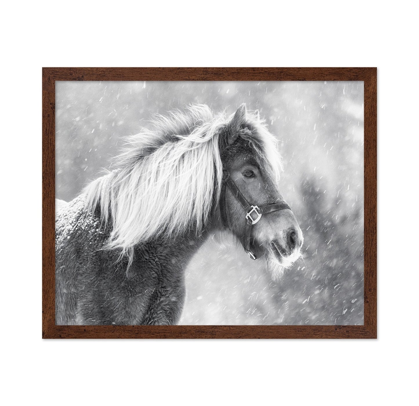 Snowy Horse Portrait