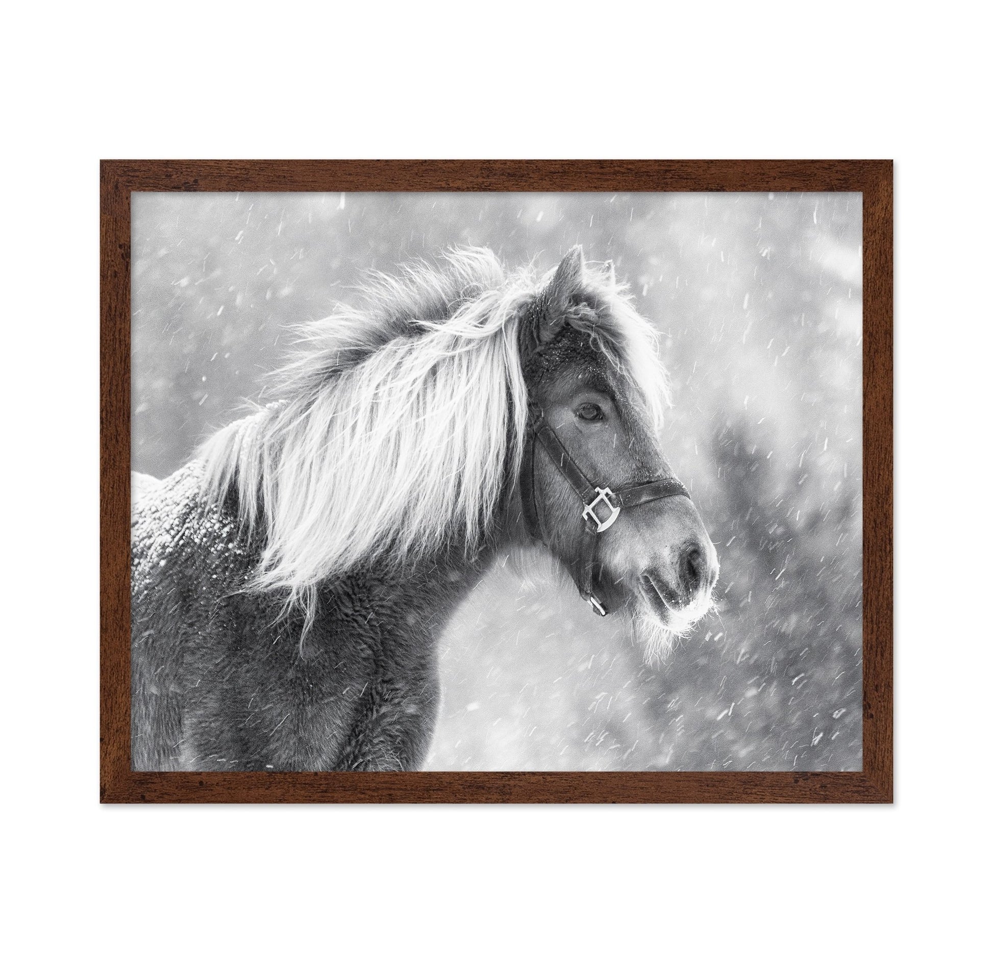 Snowy Horse Portrait