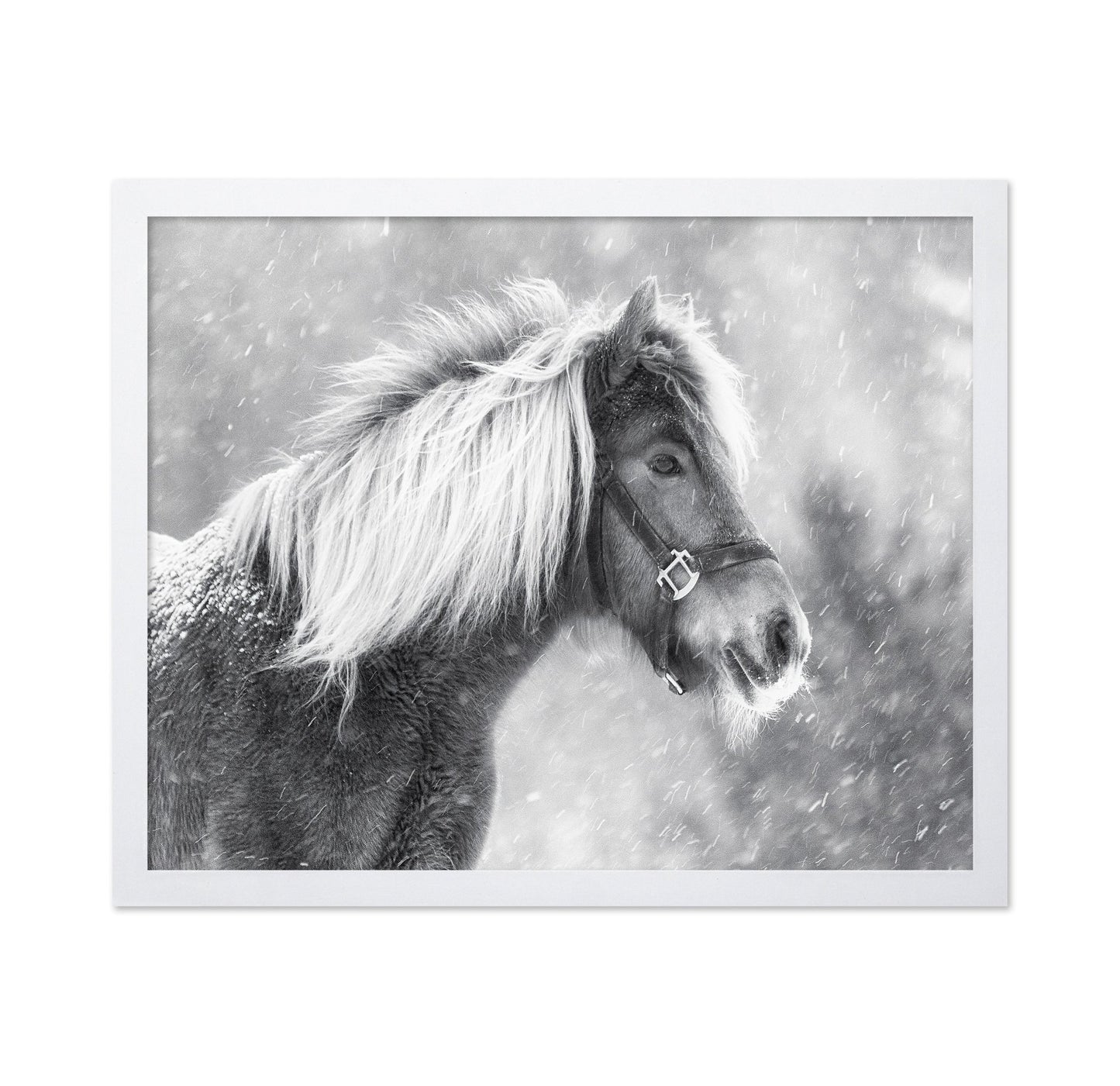 Snowy Horse Portrait