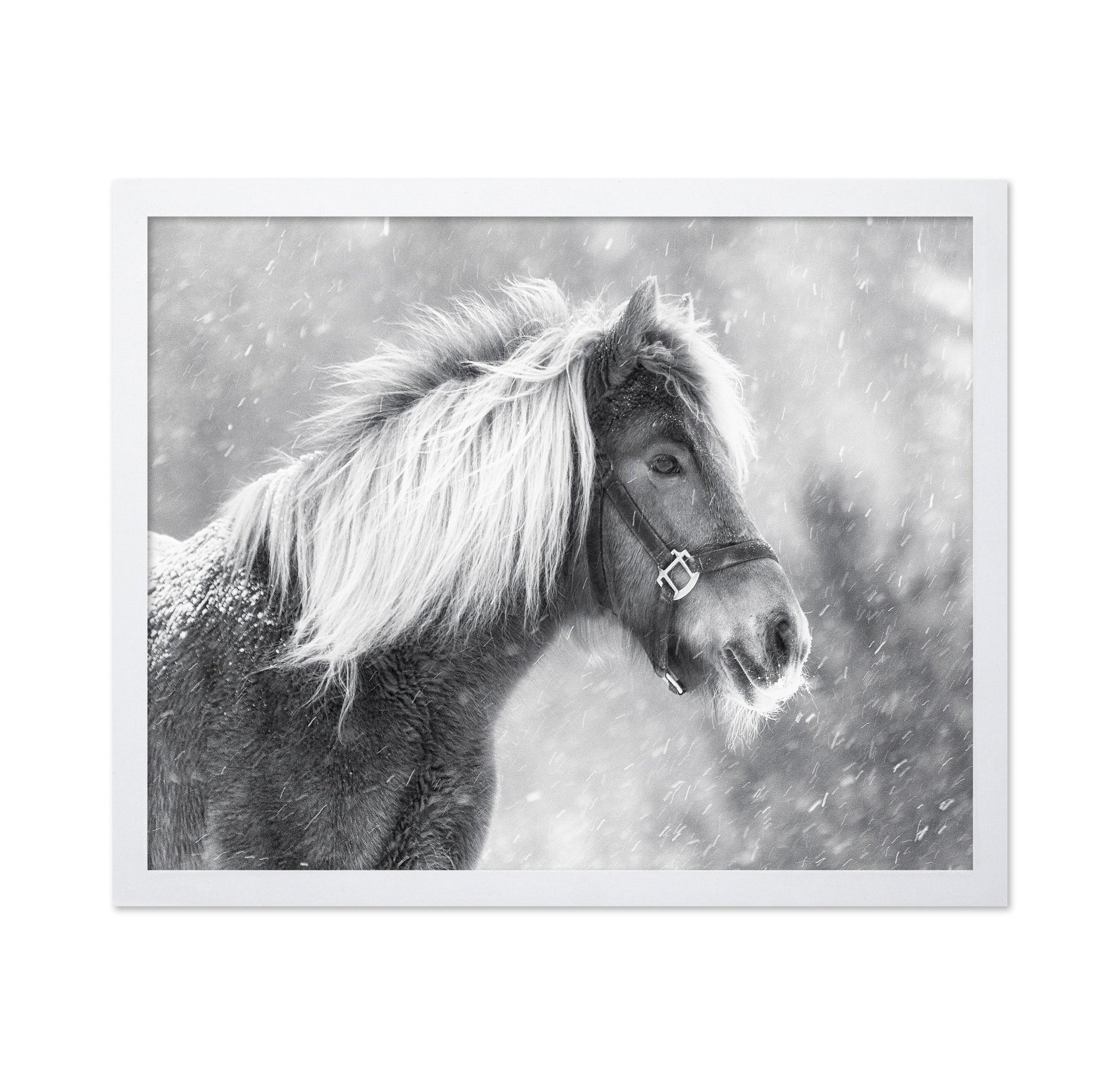 Snowy Horse Portrait