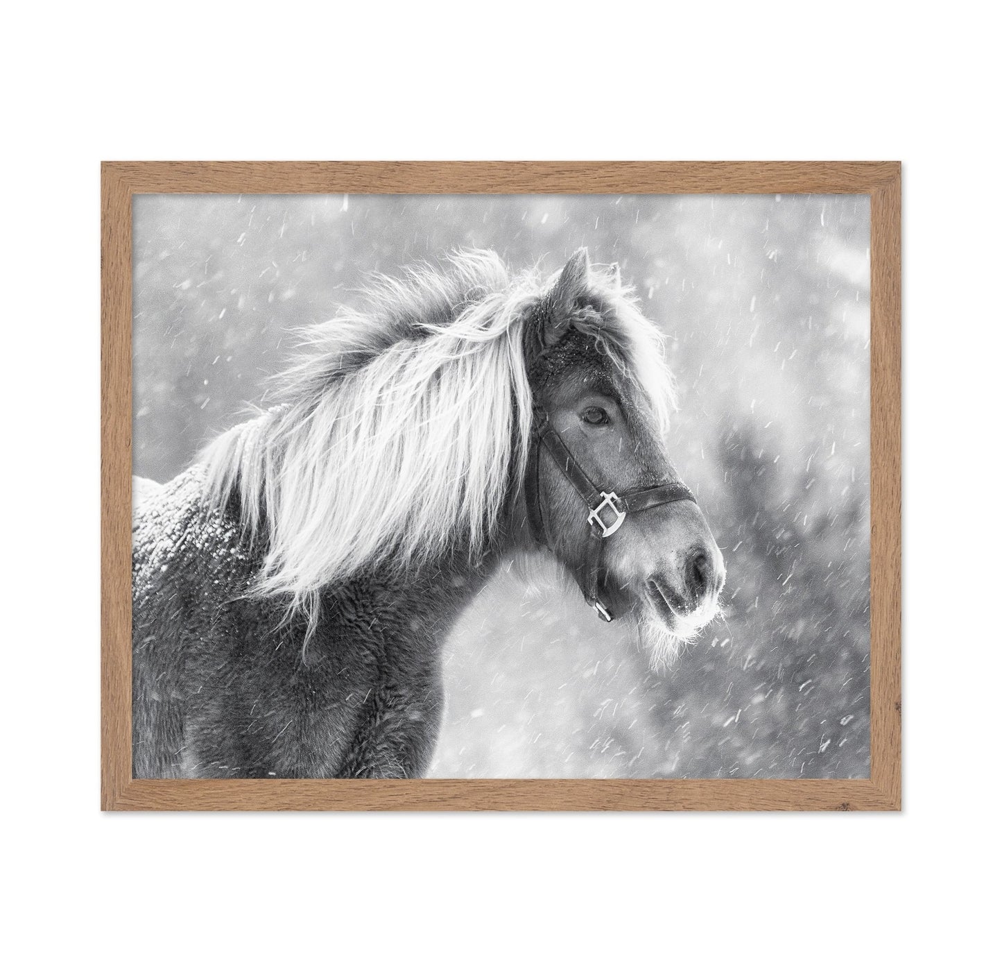 Snowy Horse Portrait