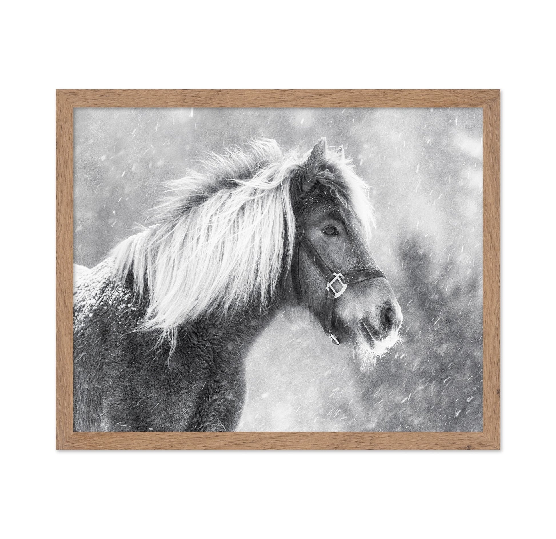 Snowy Horse Portrait