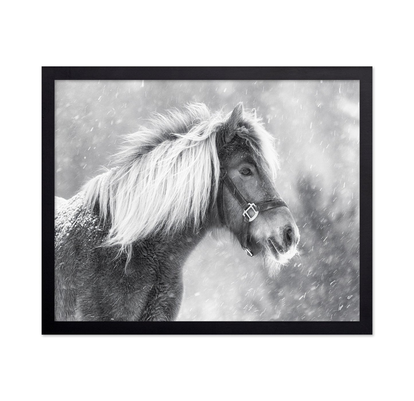 Snowy Horse Portrait