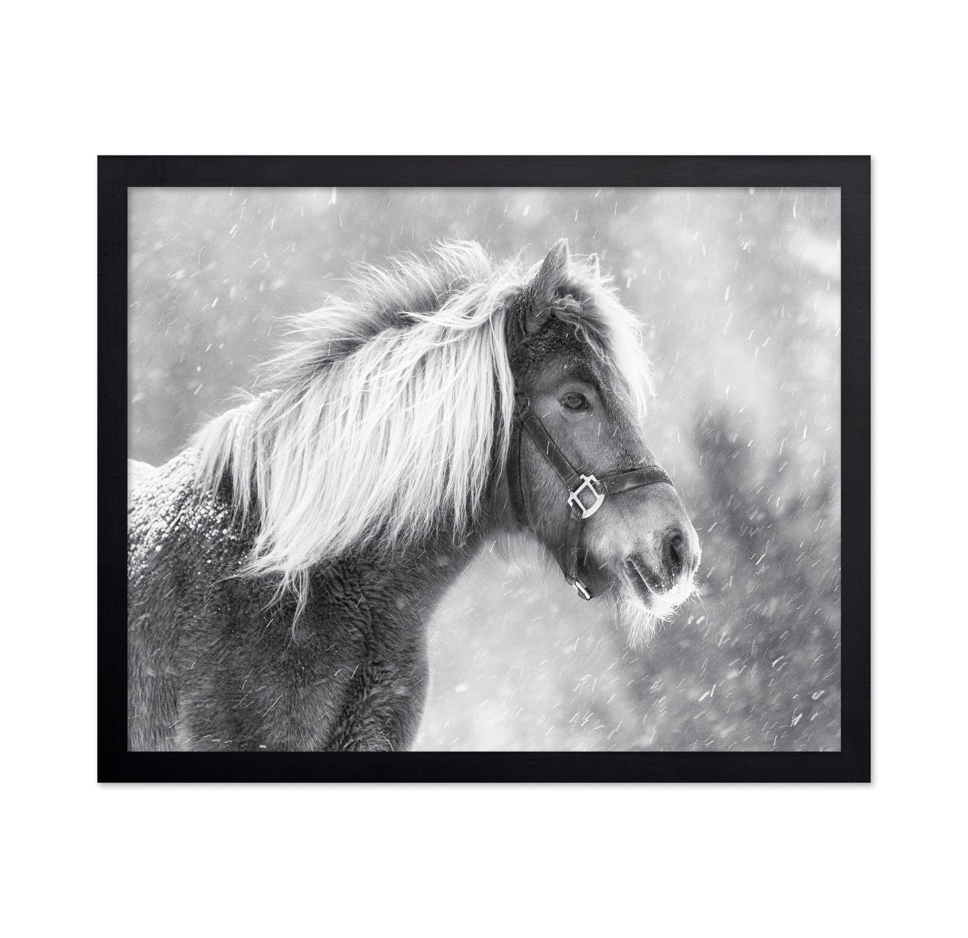 Snowy Horse Portrait