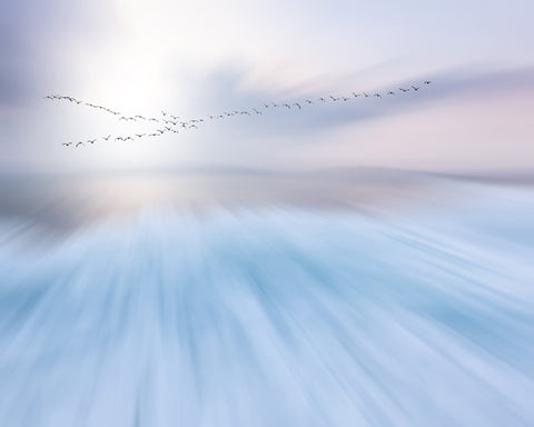 Flying Birds Horizon