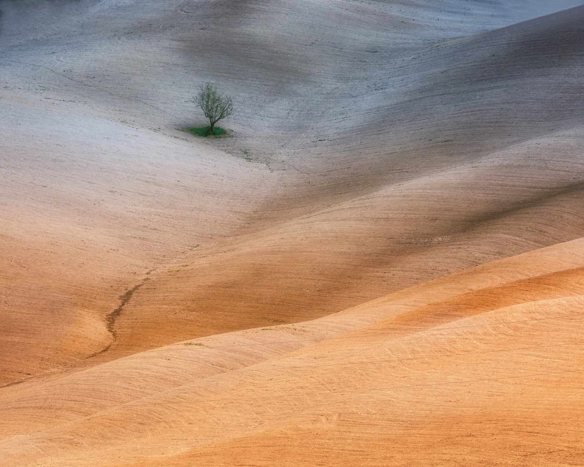 Lonely Tree Fields