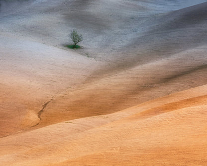 Lonely Tree Fields