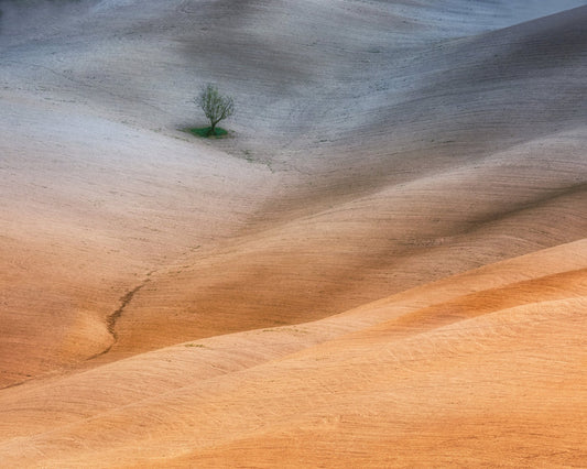 Lonely Tree Fields