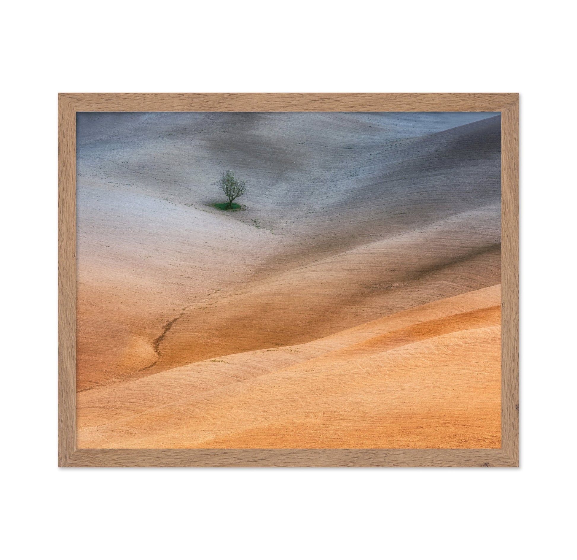 Lonely Tree Fields