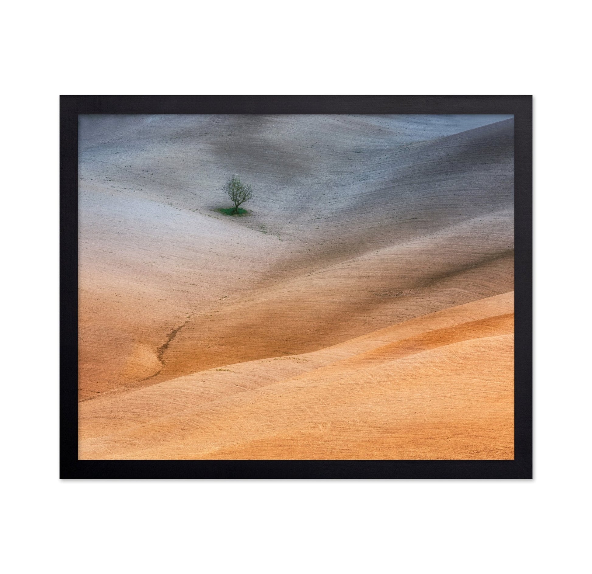 Lonely Tree Fields