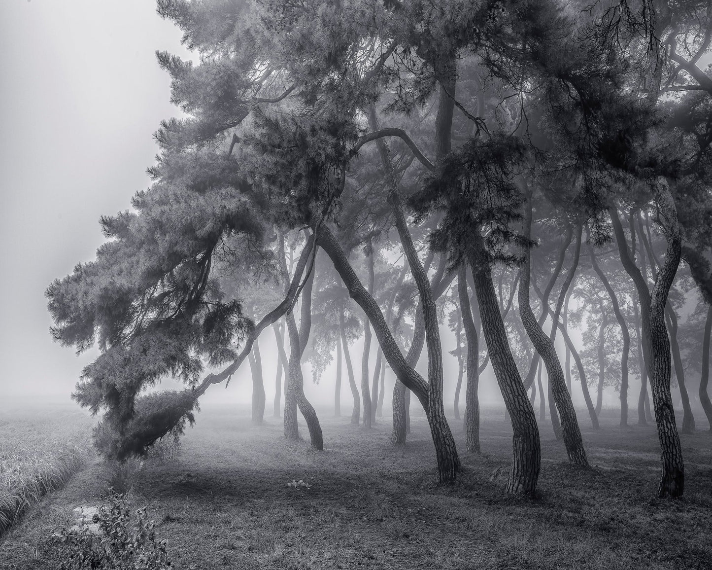 Foggy Pine Forest