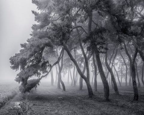 Foggy Pine Forest